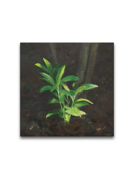 Sapling